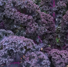 SR 250 Scarlet Kale, Non GMO, Dark Purple, Ornamental And Edible USA Seller - £6.43 GBP