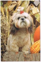 Postcard Shih Tzu Puppy With Red Bow Harvest Scene - £2.37 GBP