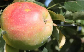 25+ Anna Apple Seeds for Garden Planting  - £6.91 GBP