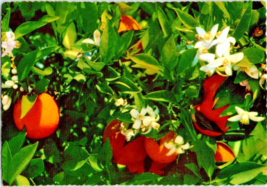 Postcard Florida Oranges Blossoms Scalloped Edge  5.5 x 3.5 Inches - £3.88 GBP