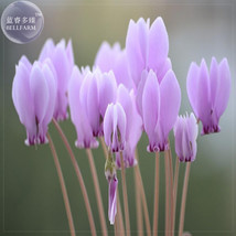 Houniao Purple Cyclamen Seeds 5 Seeds Garden USA Shipping - $8.49