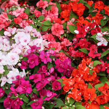 SL Impatiens Mixed Rosebud Blooms Flower Seeds, 20 Seeds, Beautiful Semi-Double  - $1.38