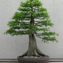 New Fresh USA Seller 10 Bald Cypress Seeds Conifer Tree Spring S Plant - £6.25 GBP