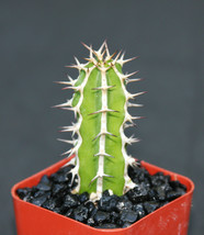 EUPHORBIA GRANITICOLA exotic  rare cactus plant cacti bonsai succulent 2&quot; pot - £24.04 GBP