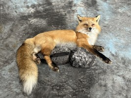 Red Fox Taxidermy Wall Mount Custom Wildlife Fur Hunting Decor Full Body... - £1,199.03 GBP