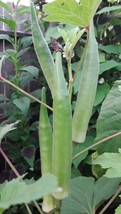 100 Seeds Emerald Okra Seeds Delicious Heirloom Prolific        - £4.86 GBP
