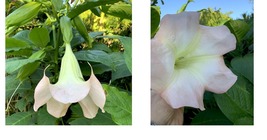 6+” Tall Angel Trumpet Giant Pink Bloom SMALL PLANT! Brugmansia  - $28.99