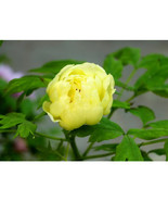 SL &#39;Qiu Huang&#39; Ball-Typed Yellow Peony Flowers Seeds SL Yellow Double Fl... - $1.38