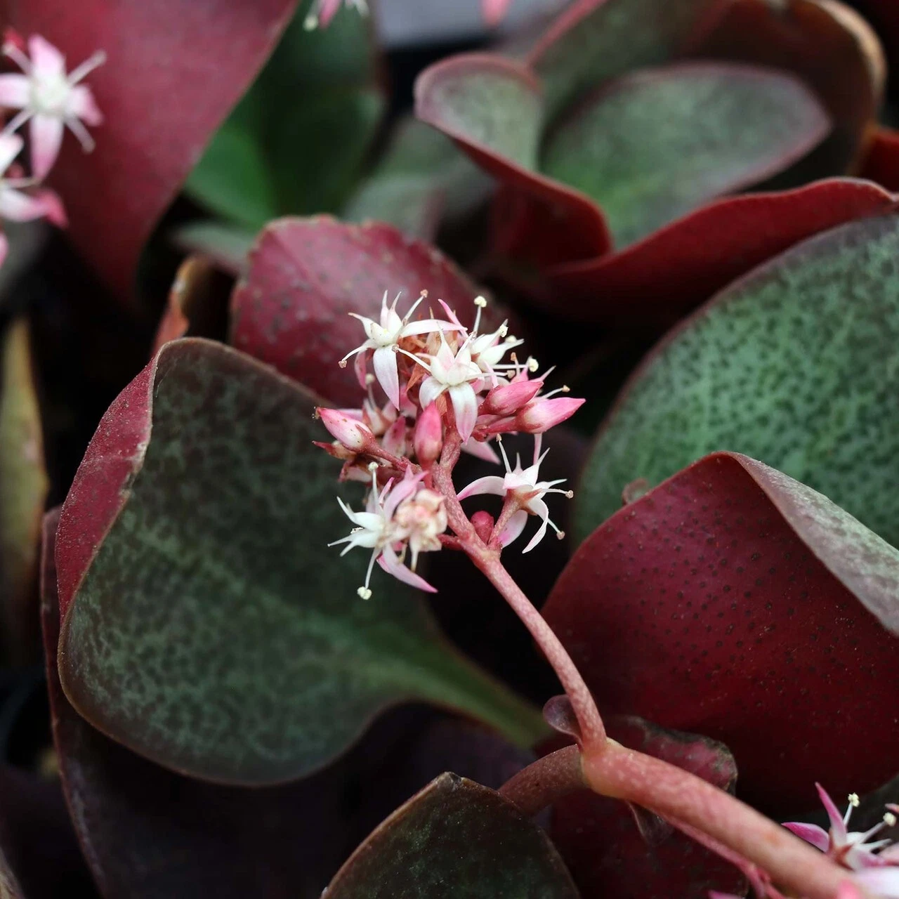 Succulent Crassula Multicava RED FAIRY JADE 2 Live 2&quot; Unrooted Plant Cut... - $475.91 MXN