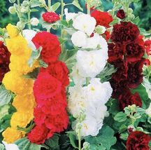 Double Hollyhock Tall Beautiful Flower Mix Seeds - $4.47