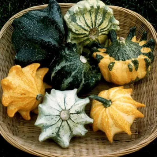 20 Crown Of Thorns Gourd Seeds For Planting Exotic Squash With A Crown Usa Selle - £15.92 GBP