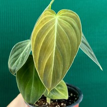 Philodendron Melanochrysum Aroid Rare Fresh Live Plant New Cuttings Hous... - $359.94 MXN+