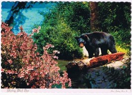 Postcard Greetings From The Tu Shop Sauble Beach Ontario Yearling Black Bear - $9.89