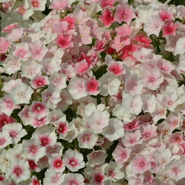 SDC 40 Phlox Blushing Bride Seeds Easy Grow - $14.20
