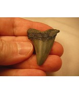 (s222-P) 1-1/2&quot; Fossil MEGALODON Shark Tooth Teeth JEWELRY sharks specim... - £23.38 GBP