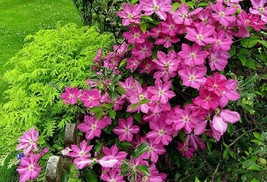 Live Plant - Sprinkles Clematis - Rosy Lavender with Soft White Bars - 2... - £40.26 GBP