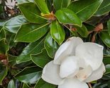 Well Rooted Bracken&#39;s Brown Beauty Southern Magnolia - £33.30 GBP