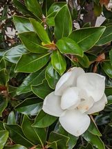 Well Rooted Bracken&#39;s Brown Beauty Southern Magnolia - £33.36 GBP