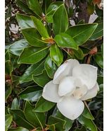 Well Rooted Bracken&#39;s Brown Beauty Southern Magnolia - $42.60