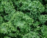 Dwarf Siberian Kale Seeds 500 Survival Vegetable Greens Salad Fast Shipping - $8.99