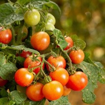 25 Tomato Seeds Little Birdy Rosy Finch Micro Dwarf Tomato Fresh Garden ... - $30.75