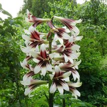 Cardiocrinum giganteum | Giant Himalayan Lily | 20_Seeds_Tera Store - £9.40 GBP