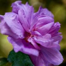 12-24&quot; Tall Seedling Ardens Rose of Sharon Purple Althea Shrub - Live Plant - £94.02 GBP