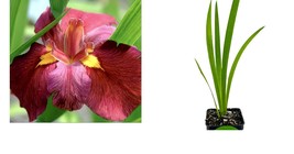 Iris - Louisiana Iris &#39;Ann Chowning&#39; native American wildflower - Live Plant - £35.11 GBP