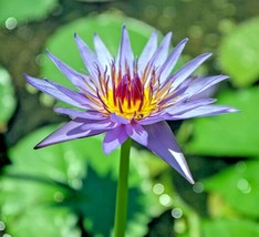 SMX Lotus Colorful Water Lily Aquarium Plant Seeds Bulb Easy Grow Fs0-03... - $12.03
