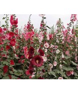HT 60 Seeds Indian Springs Hollyhock Mix Color Black Eyed San Seeds Fast... - $13.32