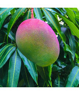 SL 1 Seed Glenn Mango Easy To Grow Fresh Fruit Planting Garden - $4.48