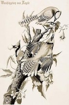 Blue Jay by John James Audubon #3 - Art Print - £17.29 GBP+