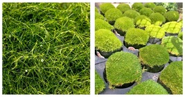 1000 Pcs Imported Irish Moss Seeds, Sagina Subulata SE Seeds - £23.08 GBP