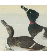 Ring Necked Duck Bird 1946 Color Plate Print John James Audubon Nature D... - $56.04 CAD