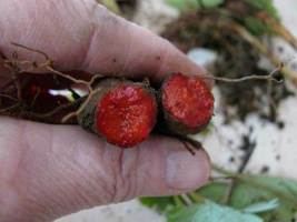 20 Bloodroot roots- (sanguinaria canadensis) image 5