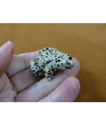 Y-FRO-591) baby spotted black jasper FROG stone gemstone figurine I love... - $18.69