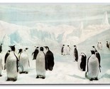 Emperor Penguins Natural History Museum Chicago IL UNP Chrome Postcard Q24 - $2.92