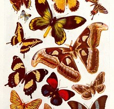 Beautiful Butterflies Of The World 1940s Lithograph Print Butterfly Art ... - $39.99