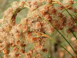 Wool Grass, 6&#39; Tall, Pond Water Plant 1000 Seeds Fresh Gardening USA SELLER - £6.16 GBP