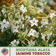 S_SH 1000 Jasmine Flowering Tobacco Seeds (Nicotiana Alata) Night-Garden... - $11.86