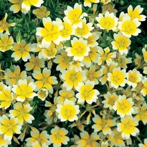 New Meadow Foam Poached Egg flower Seeds Fresh USA Garden - $9.90