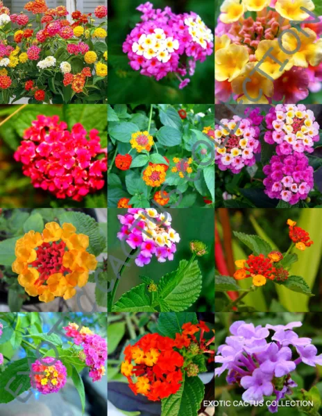 Lantana Mix Flowering Shrub Verbenas Butterfly Ham And Eggs 20 Seeds Fresh Garde - £14.20 GBP