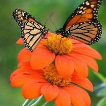 100+ Seeds Sunflower MEXICAN TORCH Bees, Butterflies, Hummingbirds  - £6.25 GBP