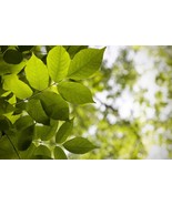 Live White Ash Fully Rooted Tree Ready to Plant 1-3 yo 8-40&quot;+ Tall Nativ... - £13.05 GBP+