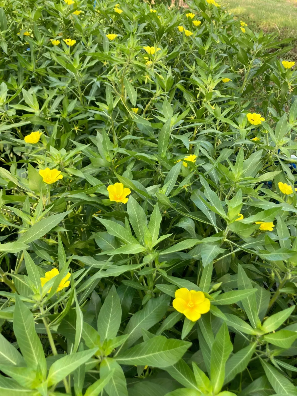 5 Plants Creeping Primrose Marginal Bog Pond