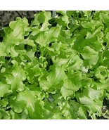 Green Salad Bowl Leaf Lettuce Non GMO Cutting Variety Heirloom Seeds - $11.20