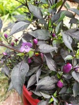 Ornamental Pepper Purple Pixie 25 Seeds Easy To Grow And Fresh Garden USA Shippi - $7.59