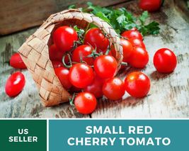 100 Tomato Small Red Cherry Seeds Lycopersicon esculentum Sweet Cherry Tomatoes - £12.59 GBP