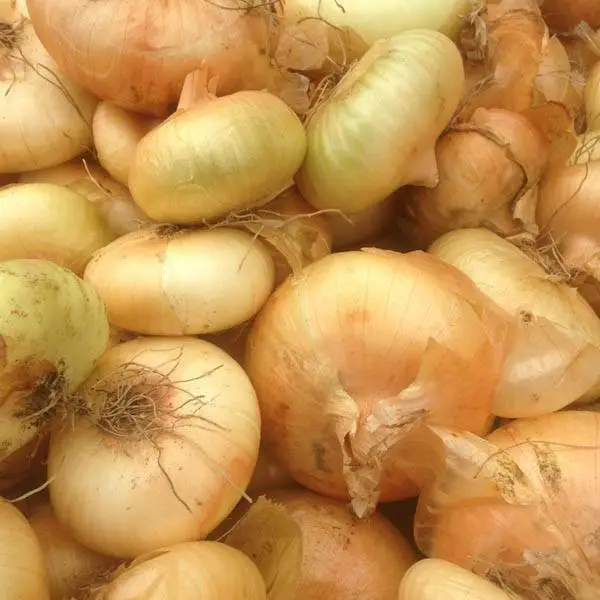 Fresh Cipollini Onion Seeds 200+ Yellow Sweet Italian Cuisine Non-Gmo - £5.80 GBP