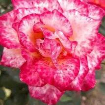 Adenium &#39;Tearose&#39; Pink White Spot Stripe Flowers, 2 seeds - £9.58 GBP